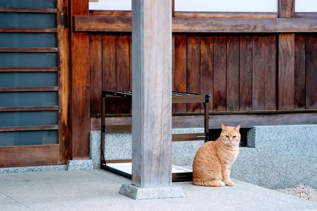 кот на веранде