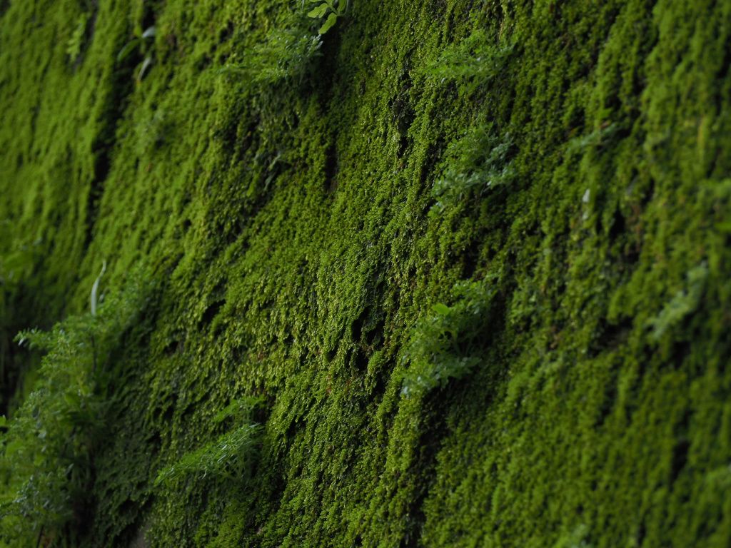 yoyo-dy-cEmvoXALGQQ-unsplash-min.jpg ствол