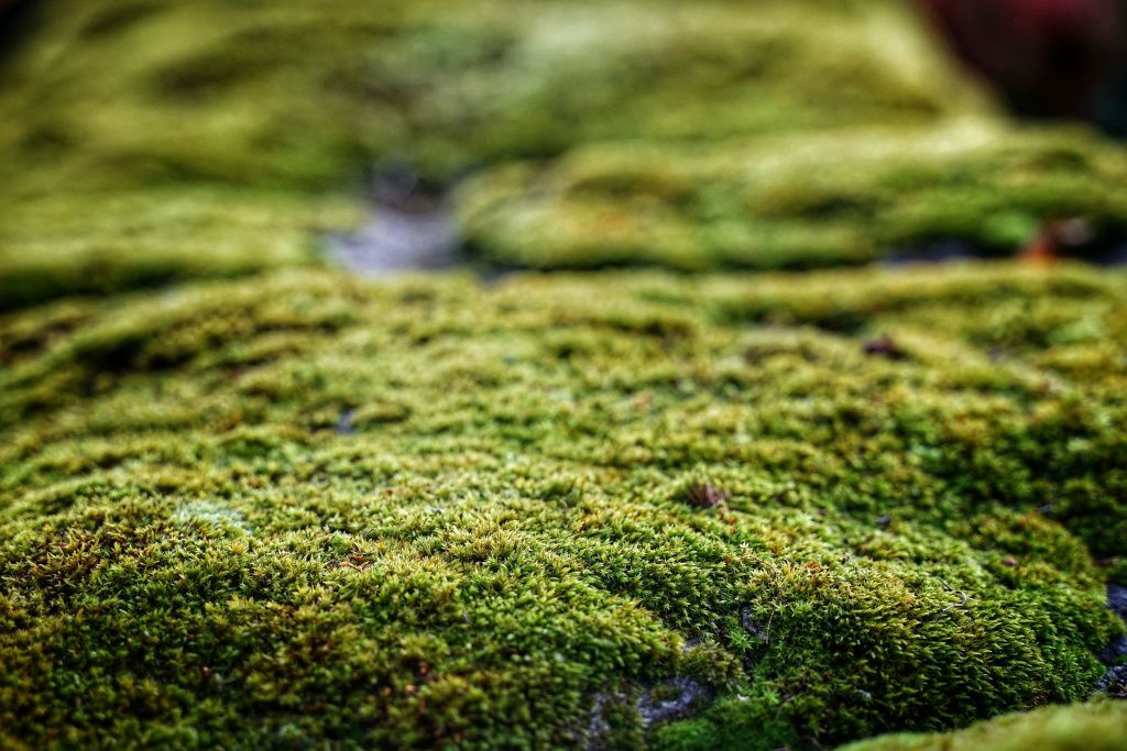 robert-anasch-XZWaBT3ApcU-unsplash-min.jpg на земле