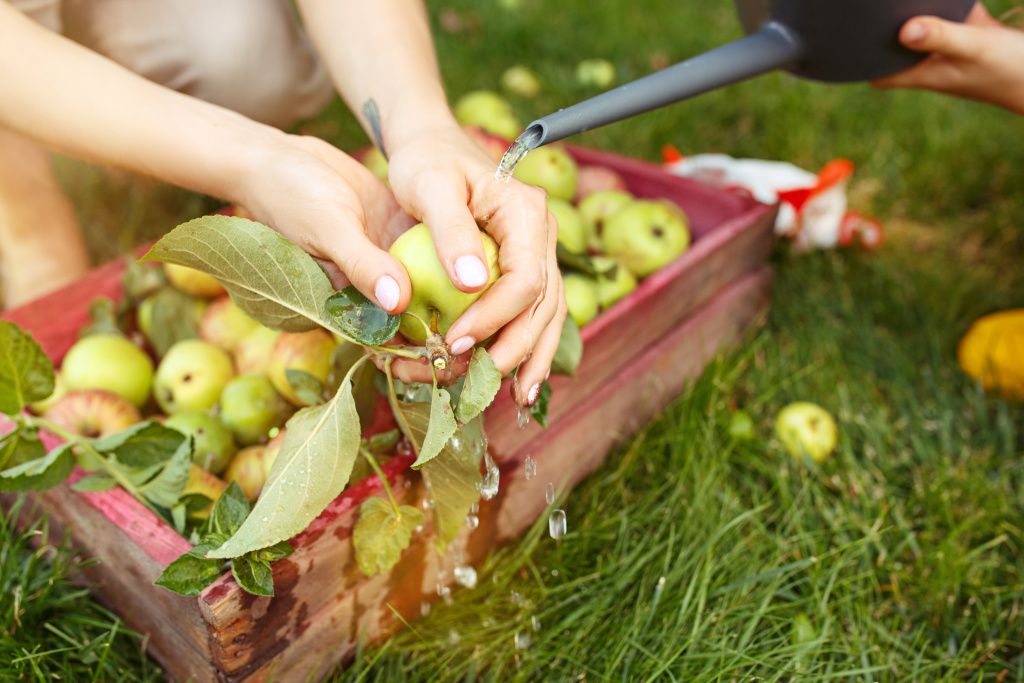 Чем можно обработать яблоки для поделки??