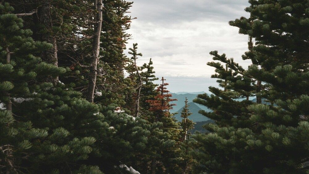 лесная чаща