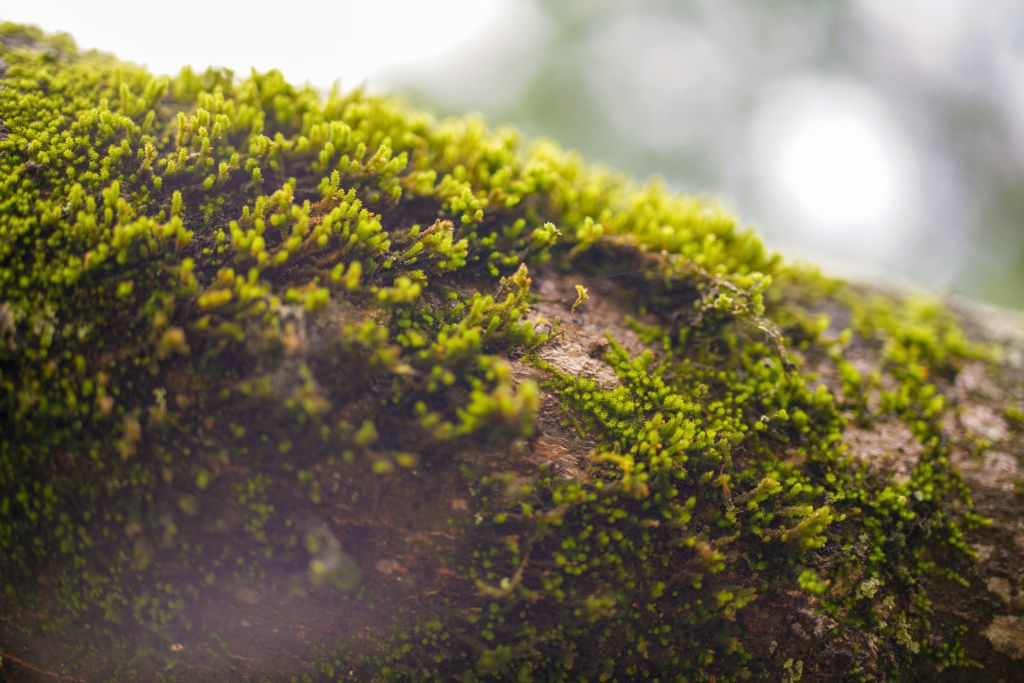 ben-mcleod-RPAPN0byU8E-unsplash-min.jpg на пне